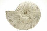 Silver Iridescent Ammonite (Cleoniceras) Fossil - Madagascar #219567-1